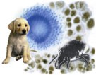 Mold and Allergen Test Kit Mold and Allergen Test Kit